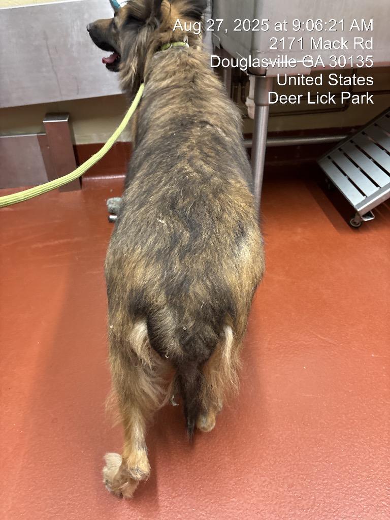 Enlarge Delorris, a Adoptable Collie in Douglasville, GA image 1/6