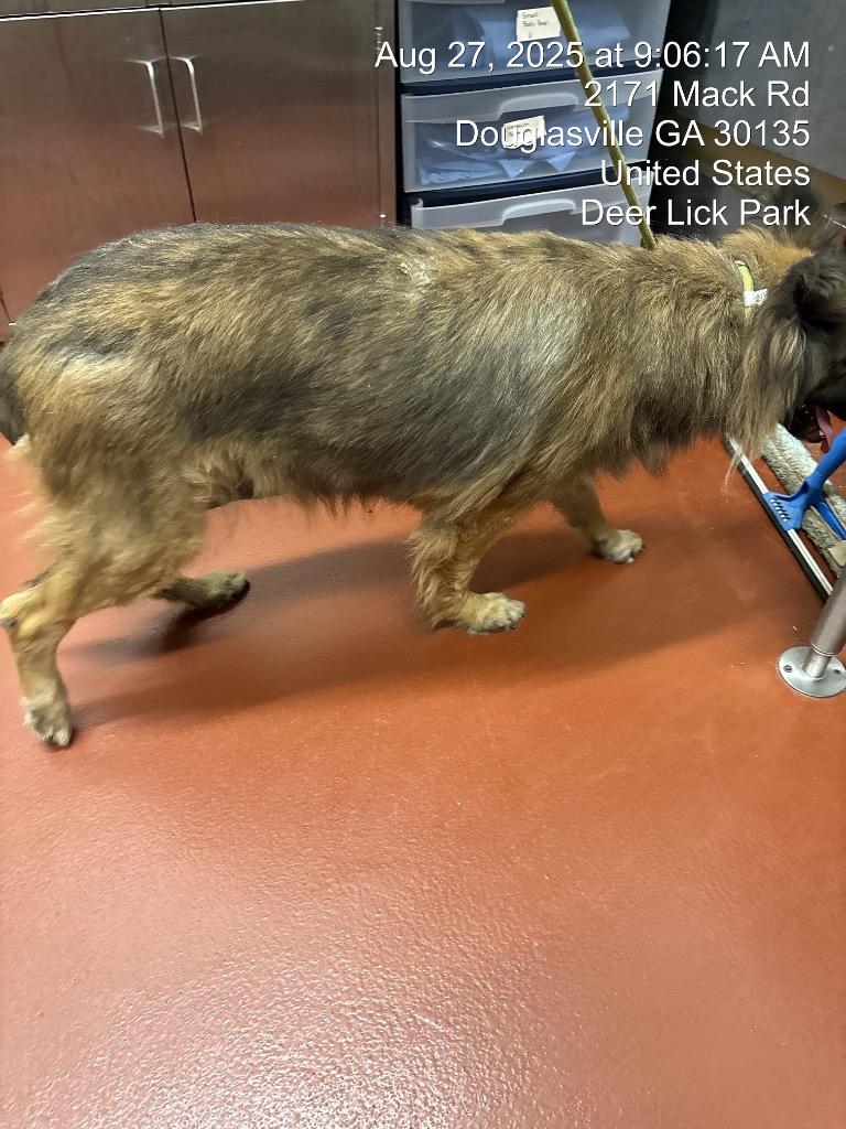 Enlarge Delorris, a Adoptable Collie in Douglasville, GA image 2/6