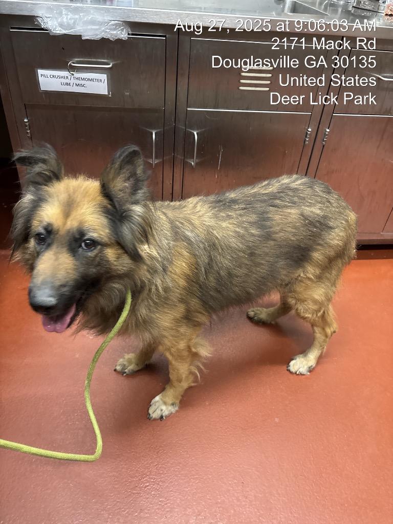 Enlarge Delorris, a Adoptable Collie in Douglasville, GA image 5/6