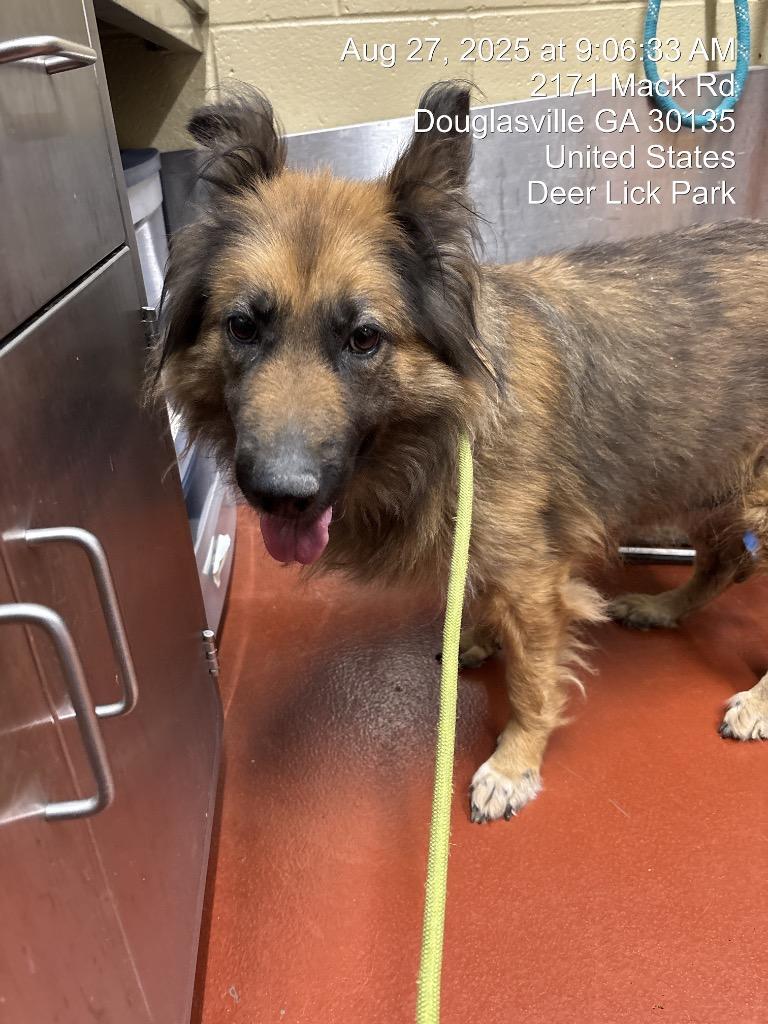 Enlarge Delorris, a Adoptable Collie in Douglasville, GA image 6/6