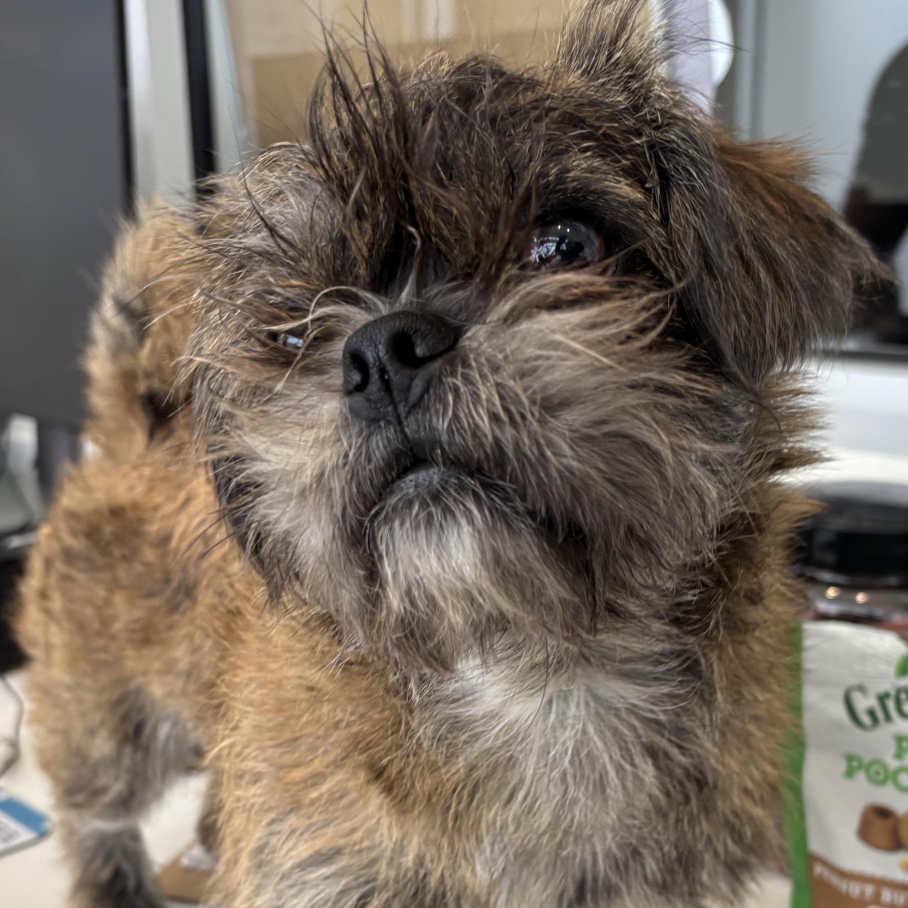 Enlarge WOOKIE, an adopted mixed breed in Dallas, TX image 1/1