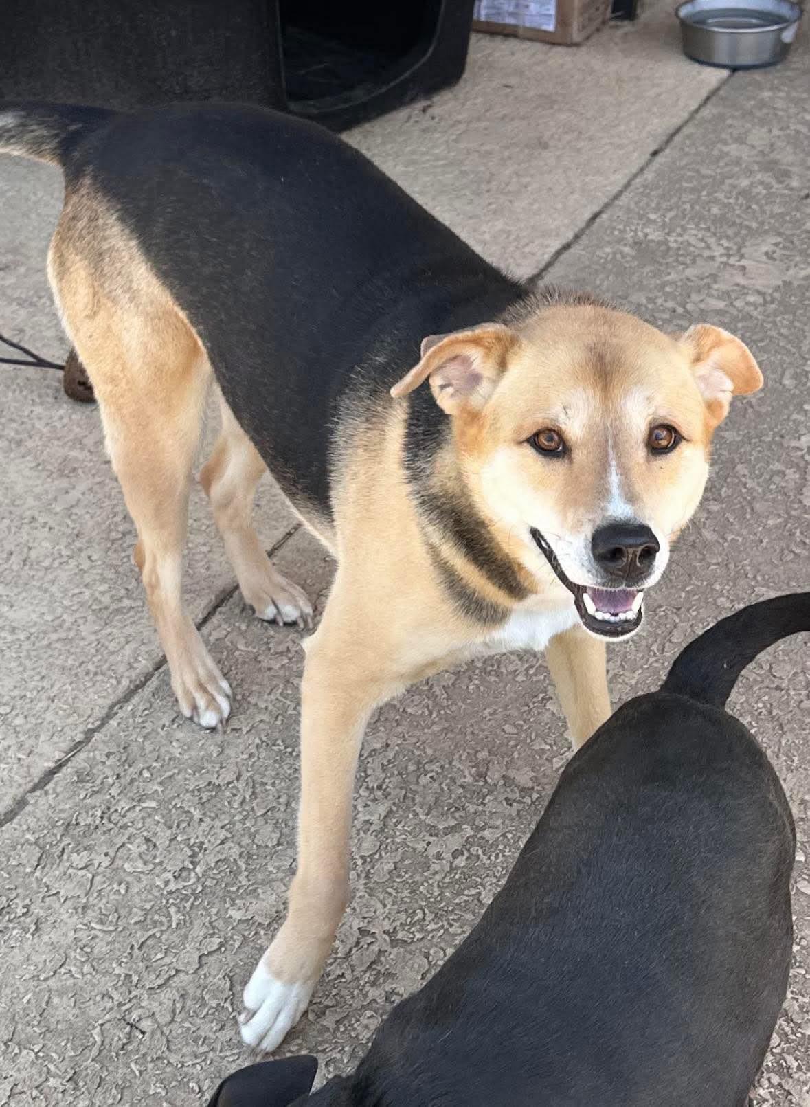 Roo, a Adoptable mixed breed in Cypress, TX image 5/5