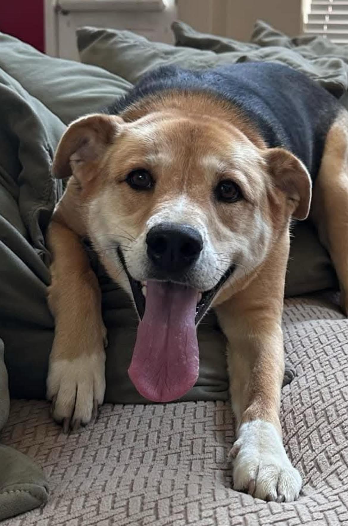 Roo, Adoptable, Adult Female American Staffordshire Terrier.