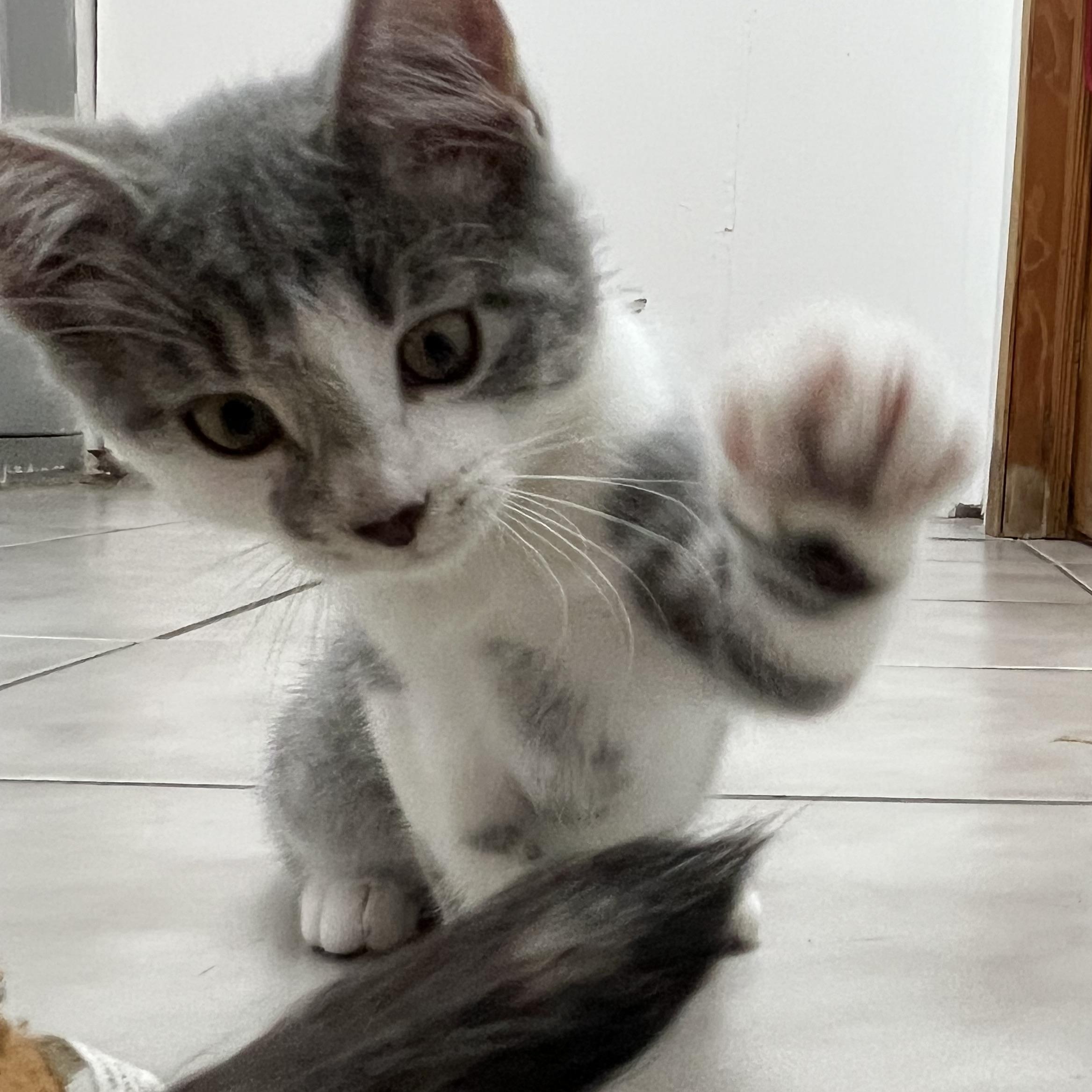 Freckle, a Adopted Domestic Short Hair in astoria, NY image 4/5