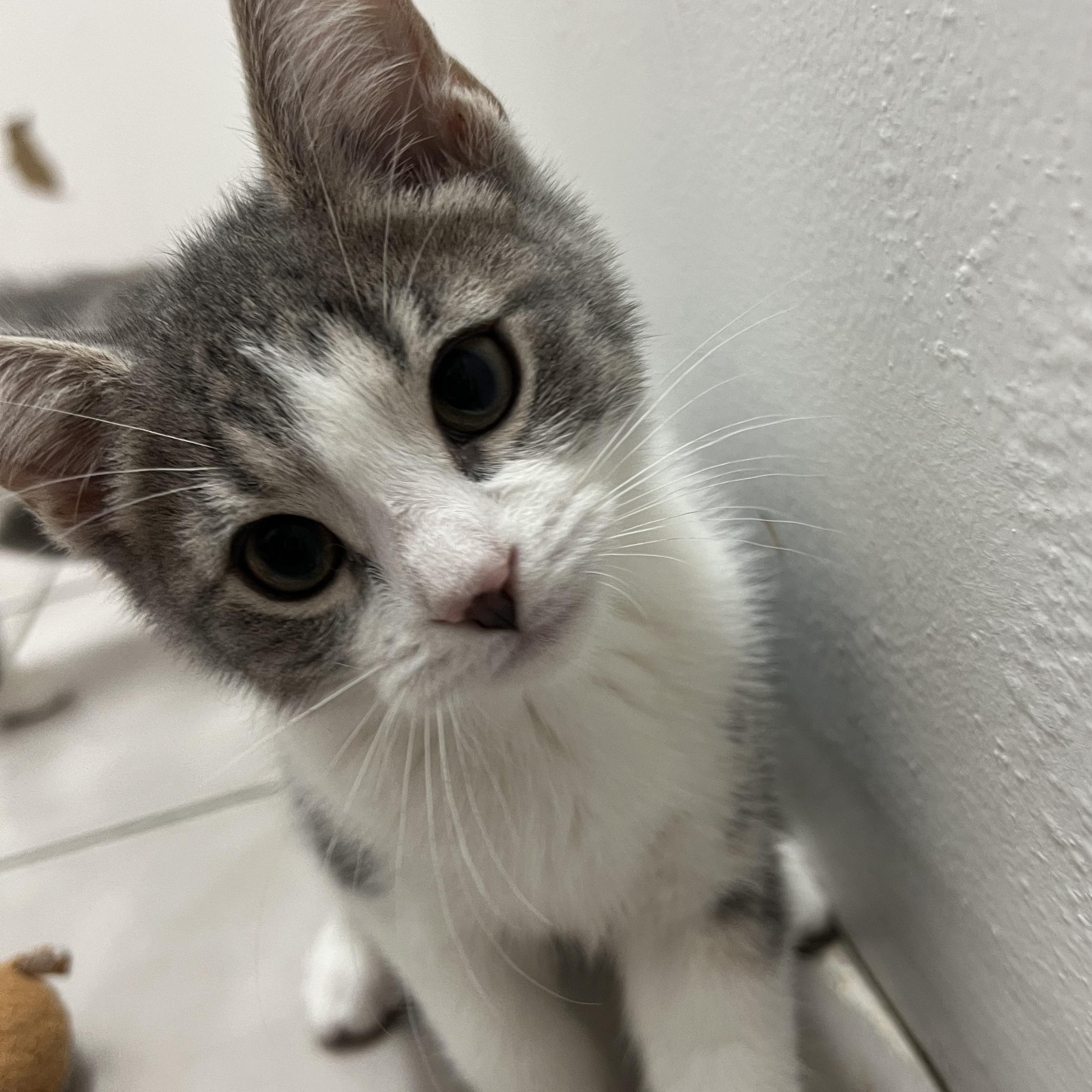 Freckle, a Adopted Domestic Short Hair in astoria, NY image 1/5