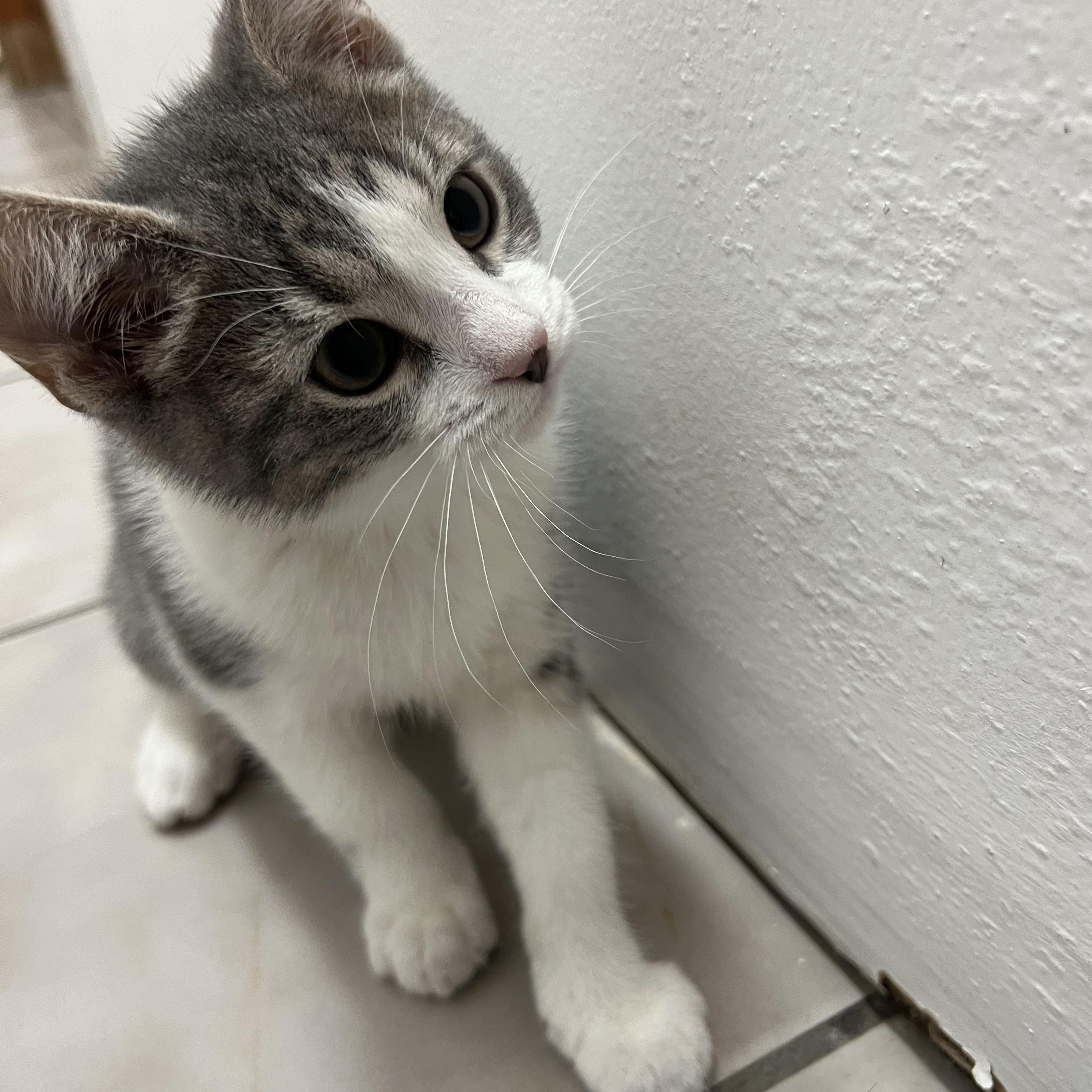 Freckle, a Adopted Domestic Short Hair in astoria, NY image 3/5