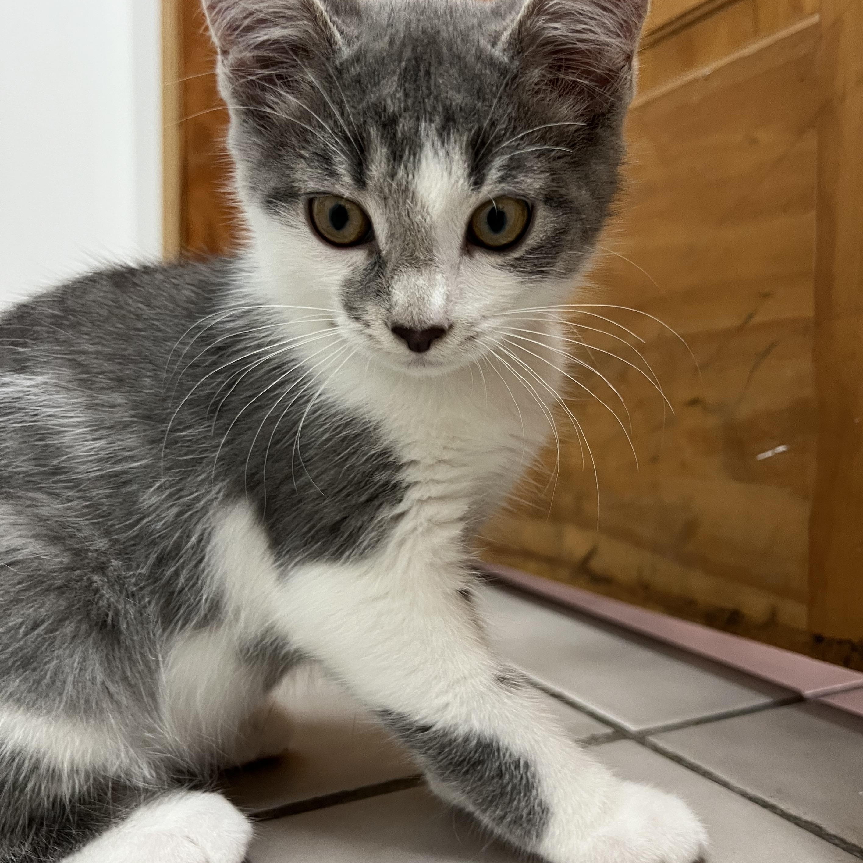 Freckle, a Adopted Domestic Short Hair in astoria, NY image 5/5