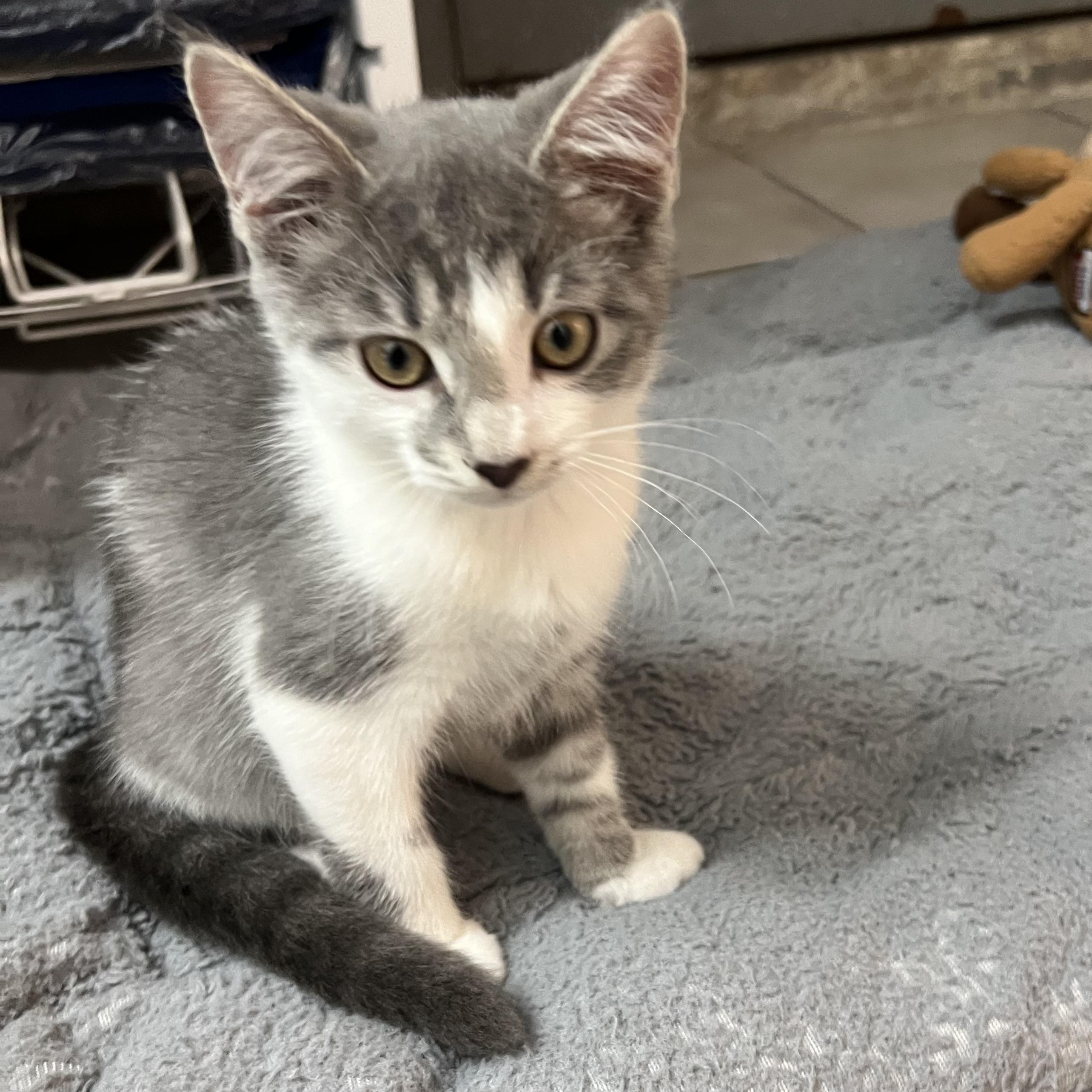 Freckle, a Adopted Domestic Short Hair in astoria, NY image 2/5