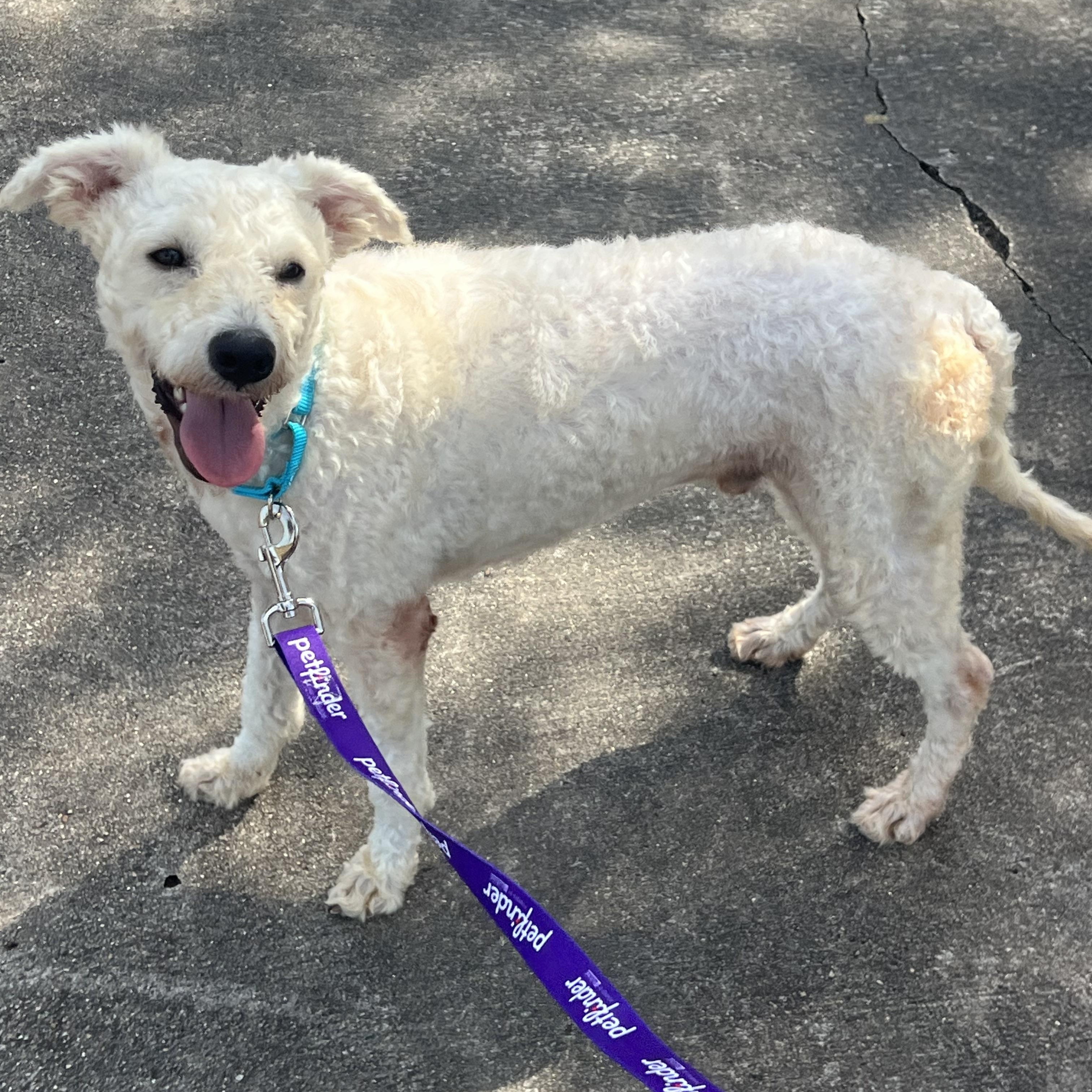 Enlarge Alfie, a Adoptable mixed breed in Rochester, NY image 2/4