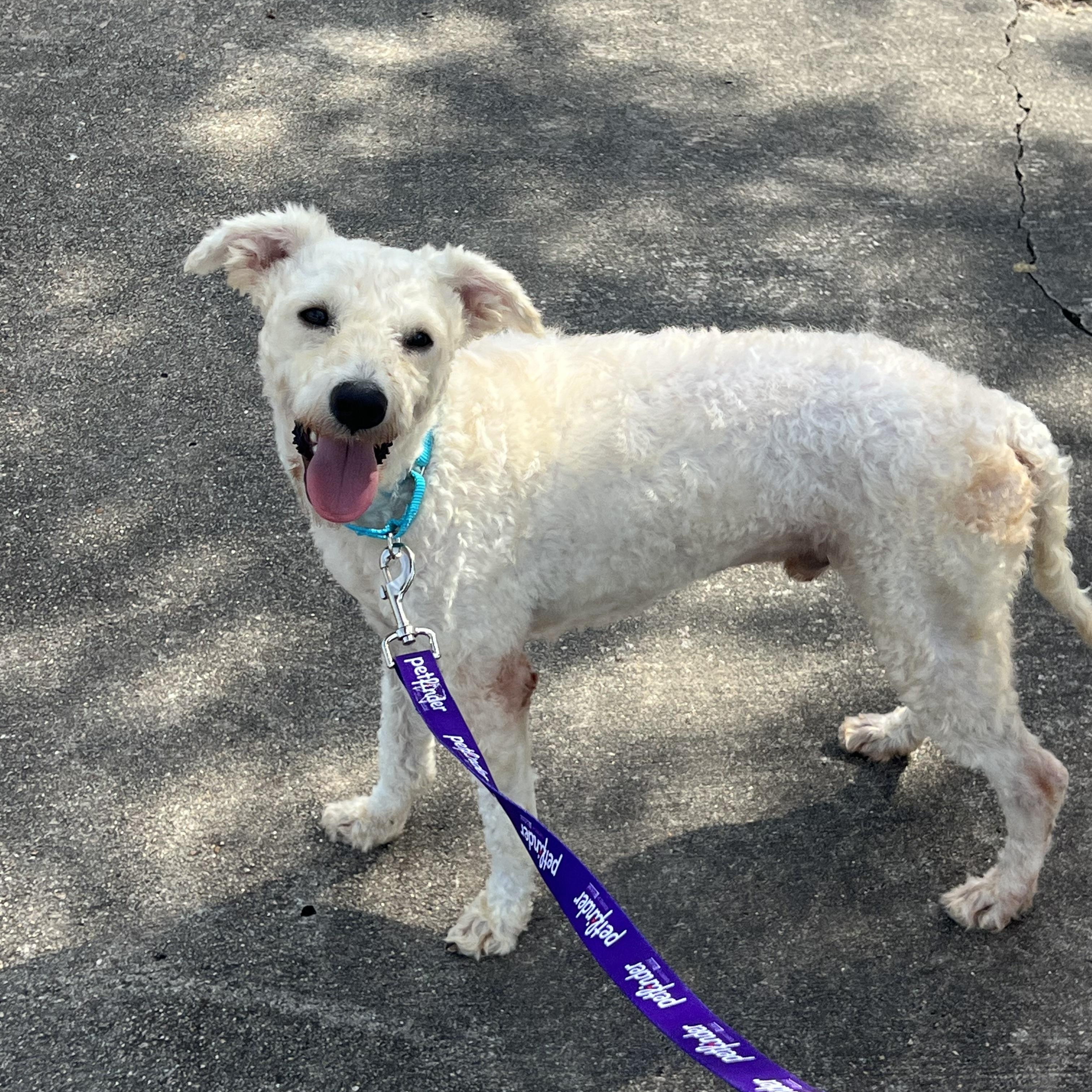 Alfie, Adoptable, Young Male Poodle.