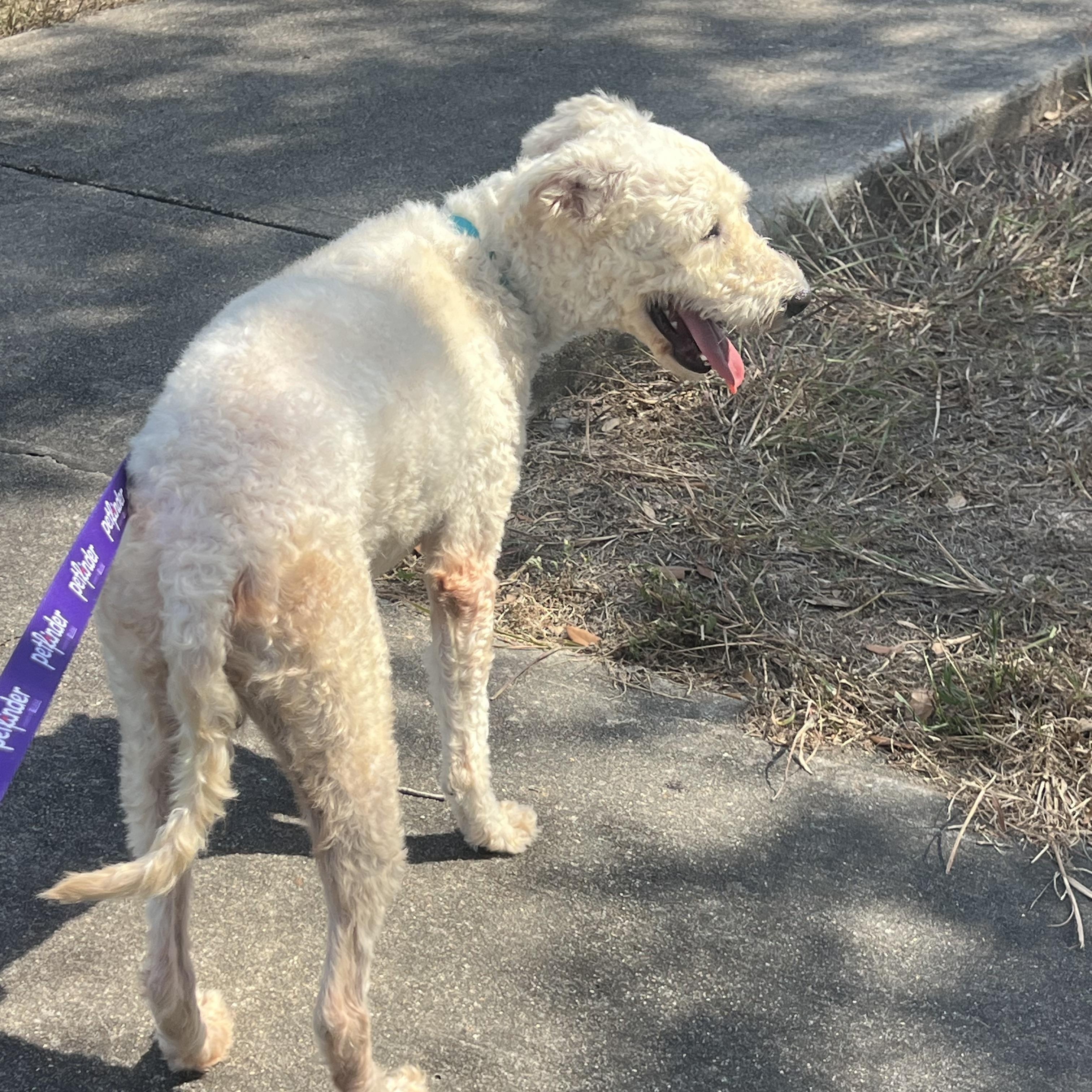 Enlarge Alfie, a Adoptable mixed breed in Rochester, NY image 4/4
