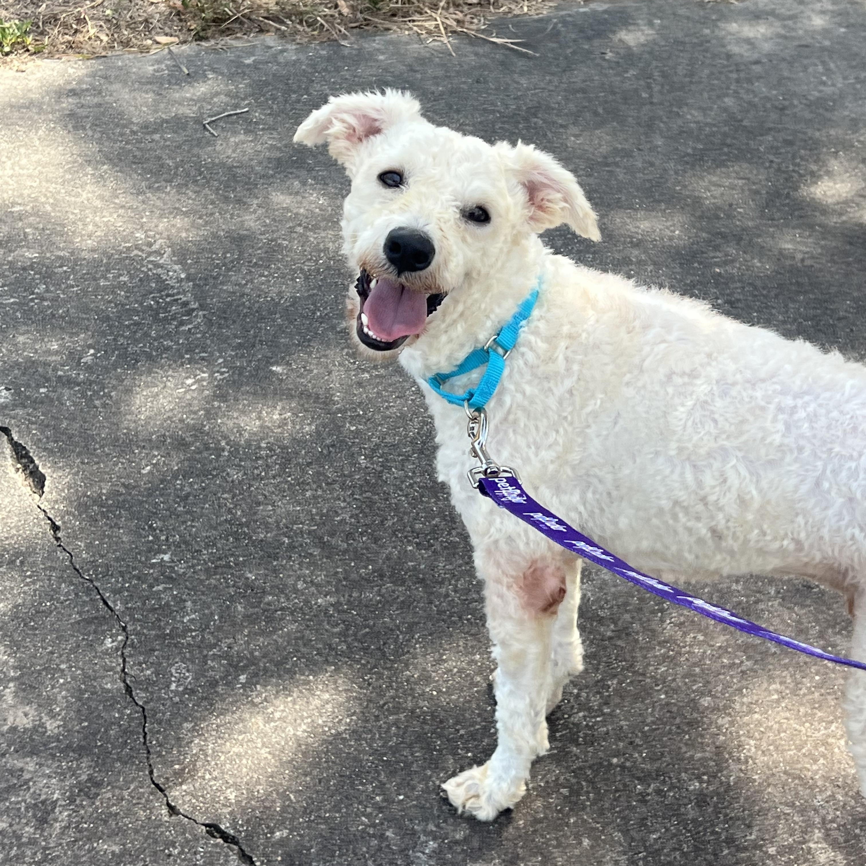Enlarge Alfie, a Adoptable mixed breed in Rochester, NY image 3/4