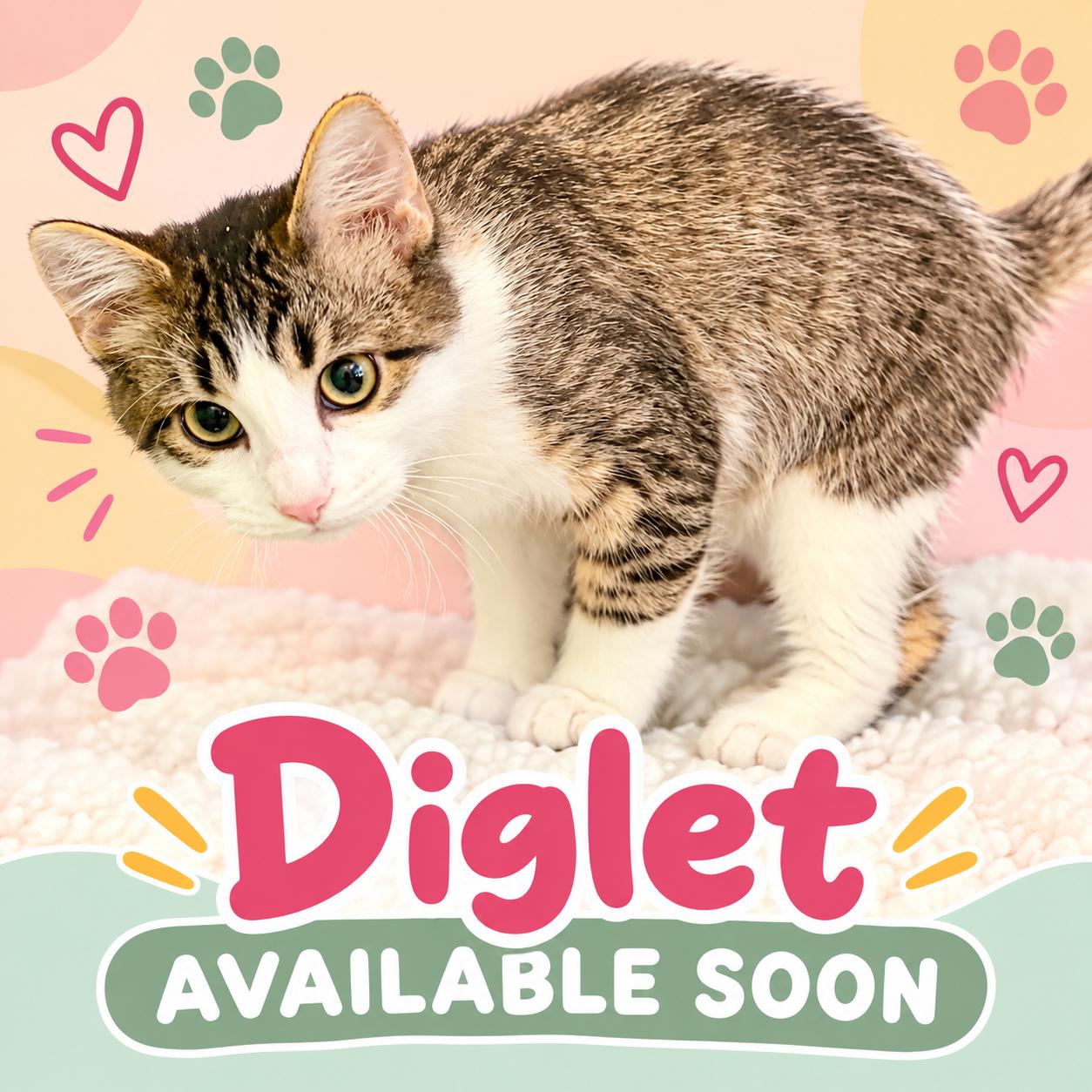 Diglet, Adopted, Young Male Domestic Long Hair.