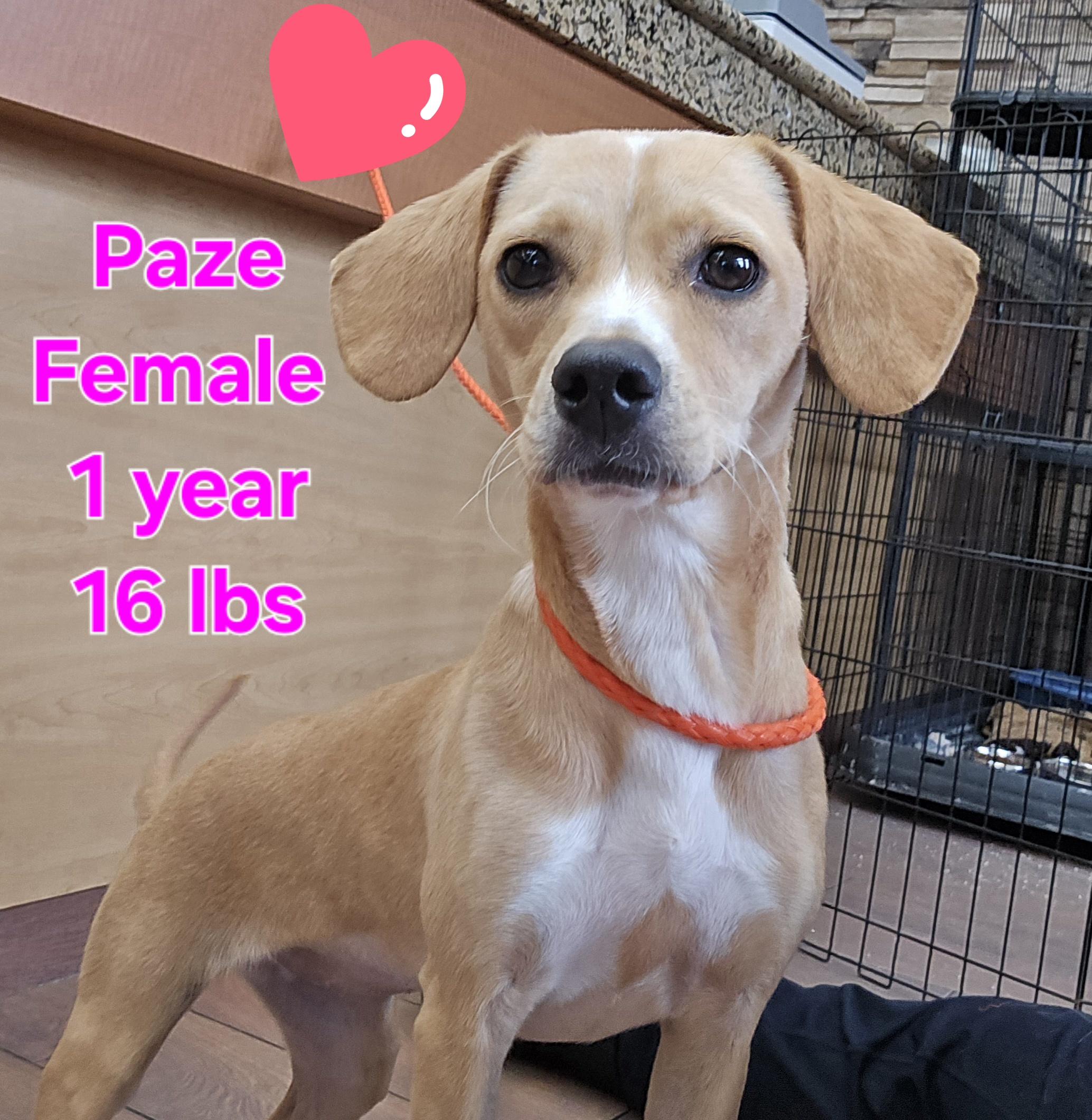Paze