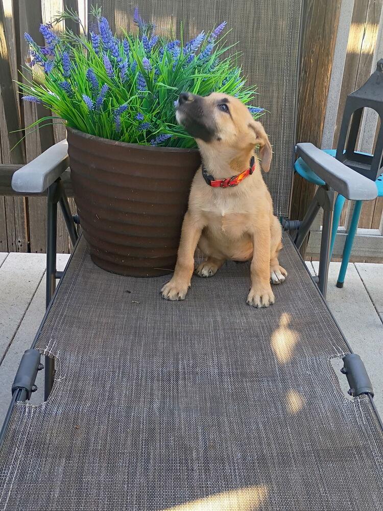 Moon: Lyra, Adoptable, Puppy Female Shepherd.