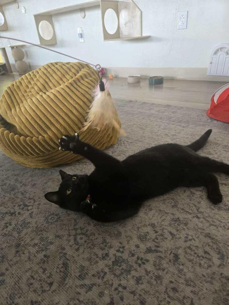 Sunny D 2, Adoptable, Kitten Male Domestic Short Hair.