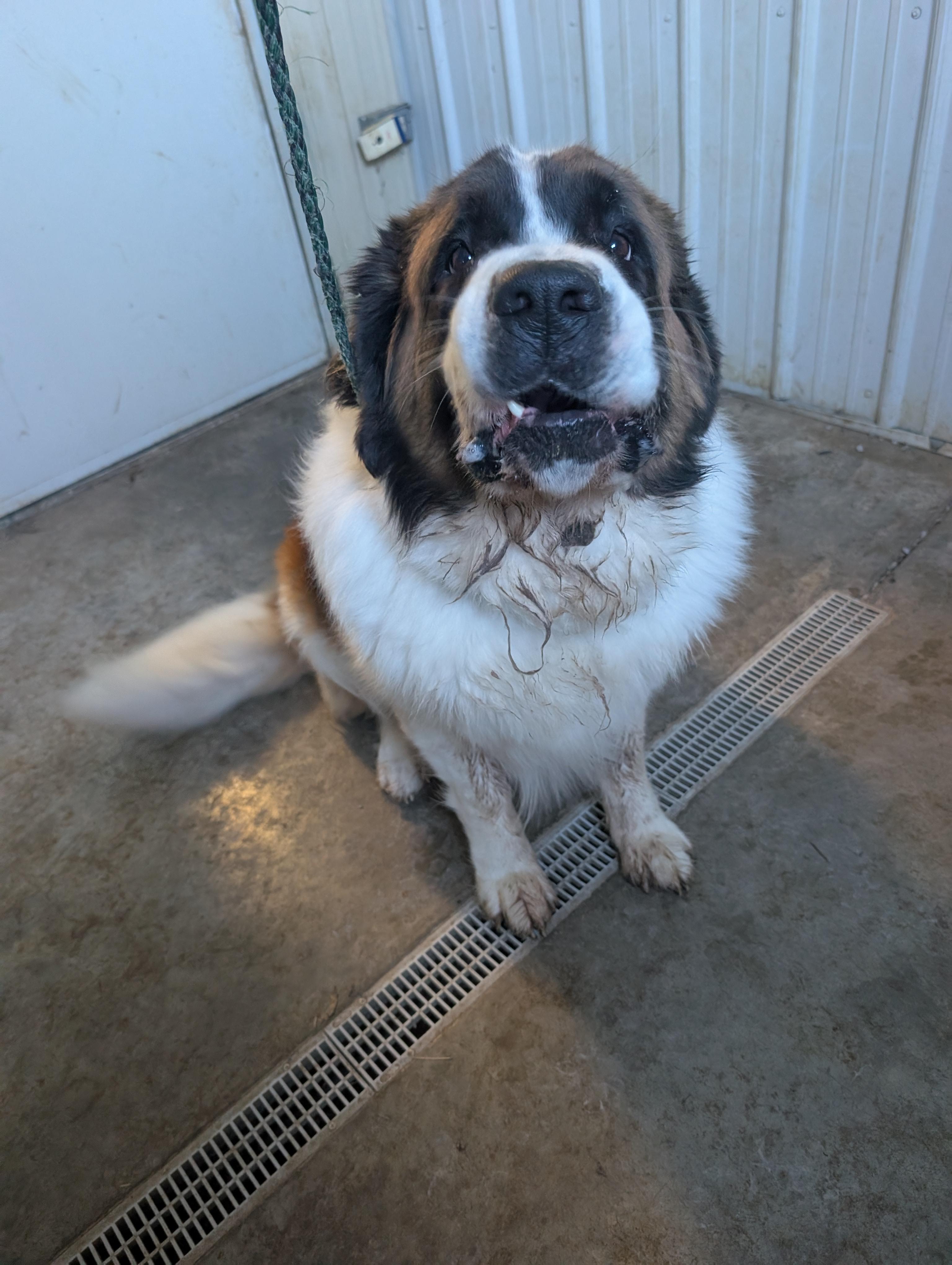 Keva, ADOPTABLE, Adult Female Saint Bernard.