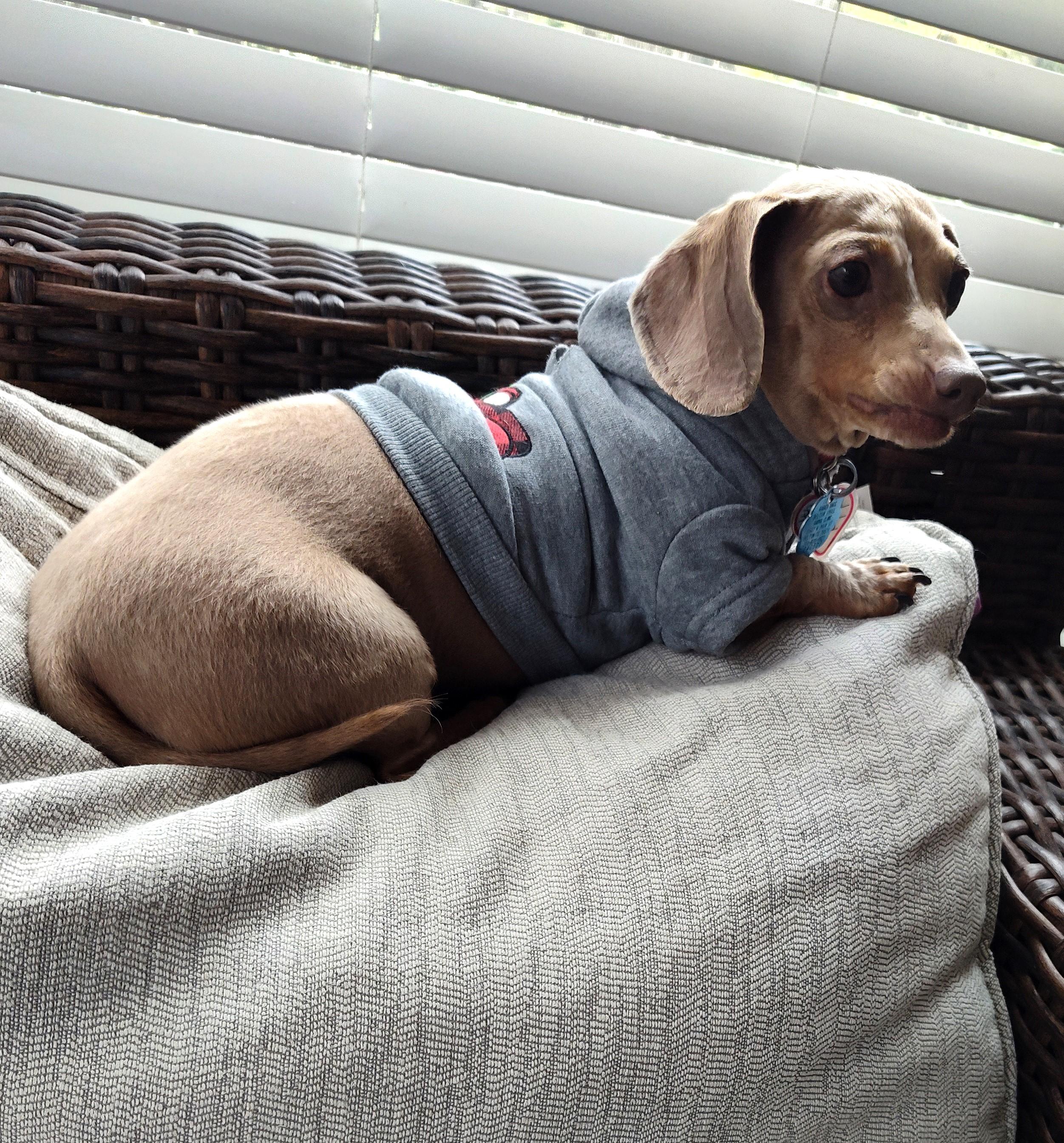 Enlarge Princess in LA, a ADOPTABLE Dachshund in Mandeville, LA image 1/4