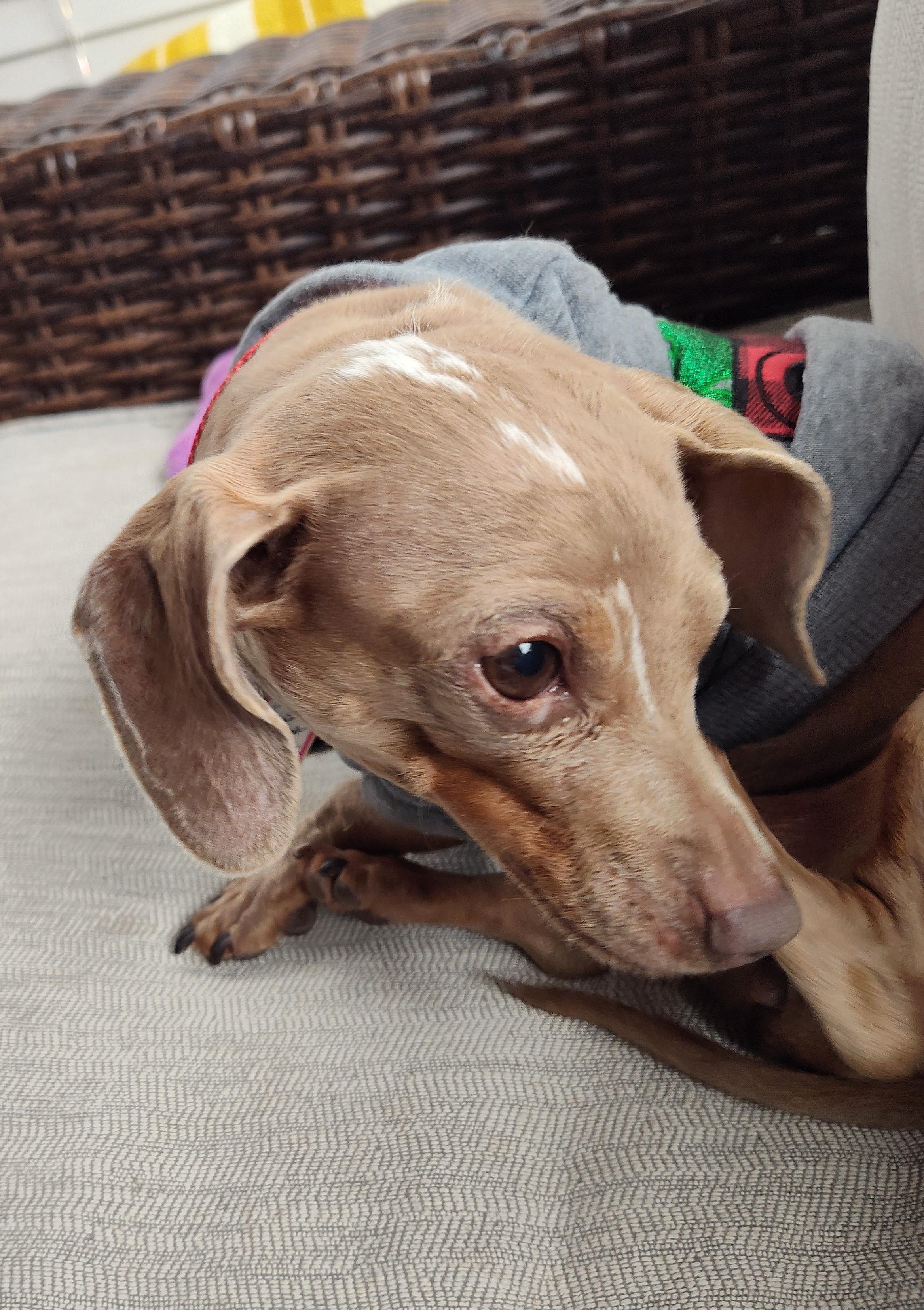 Enlarge Princess in LA, a ADOPTABLE Dachshund in Mandeville, LA image 4/4