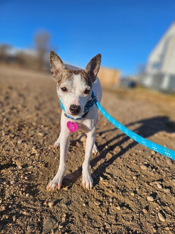 Cosmo, a Adoptable mixed breed in Fort Collins, CO image 1/6