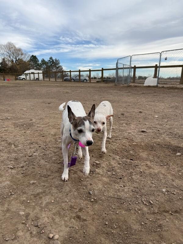 Cosmo, a Adoptable mixed breed in Fort Collins, CO image 2/6