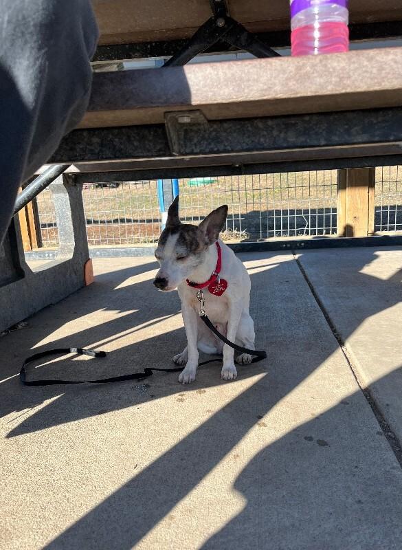 Cosmo, a Adoptable mixed breed in Fort Collins, CO image 3/6