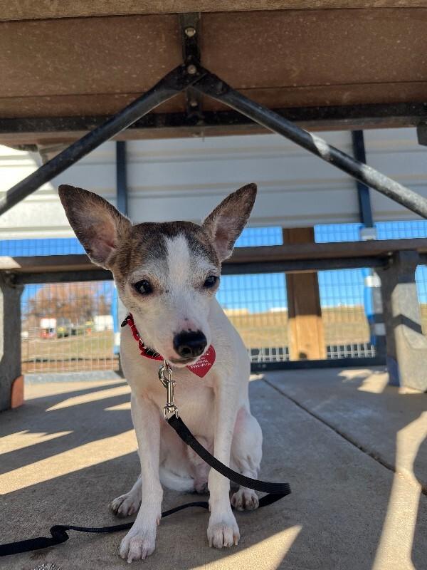 Cosmo, a Adoptable mixed breed in Fort Collins, CO image 4/6