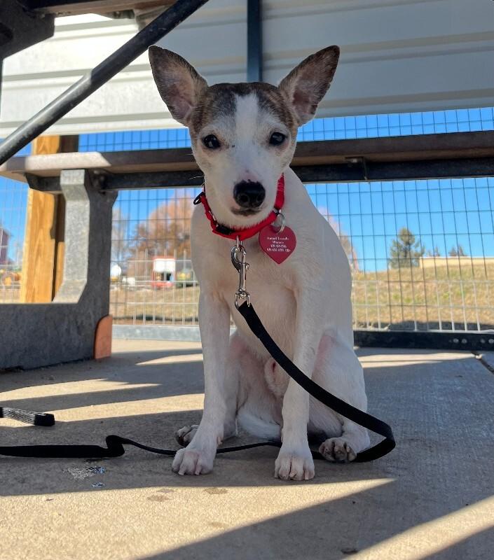 Cosmo, a Adoptable mixed breed in Fort Collins, CO image 5/6