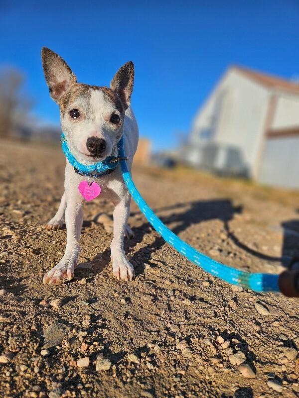 Cosmo, a Adoptable mixed breed in Fort Collins, CO image 6/6