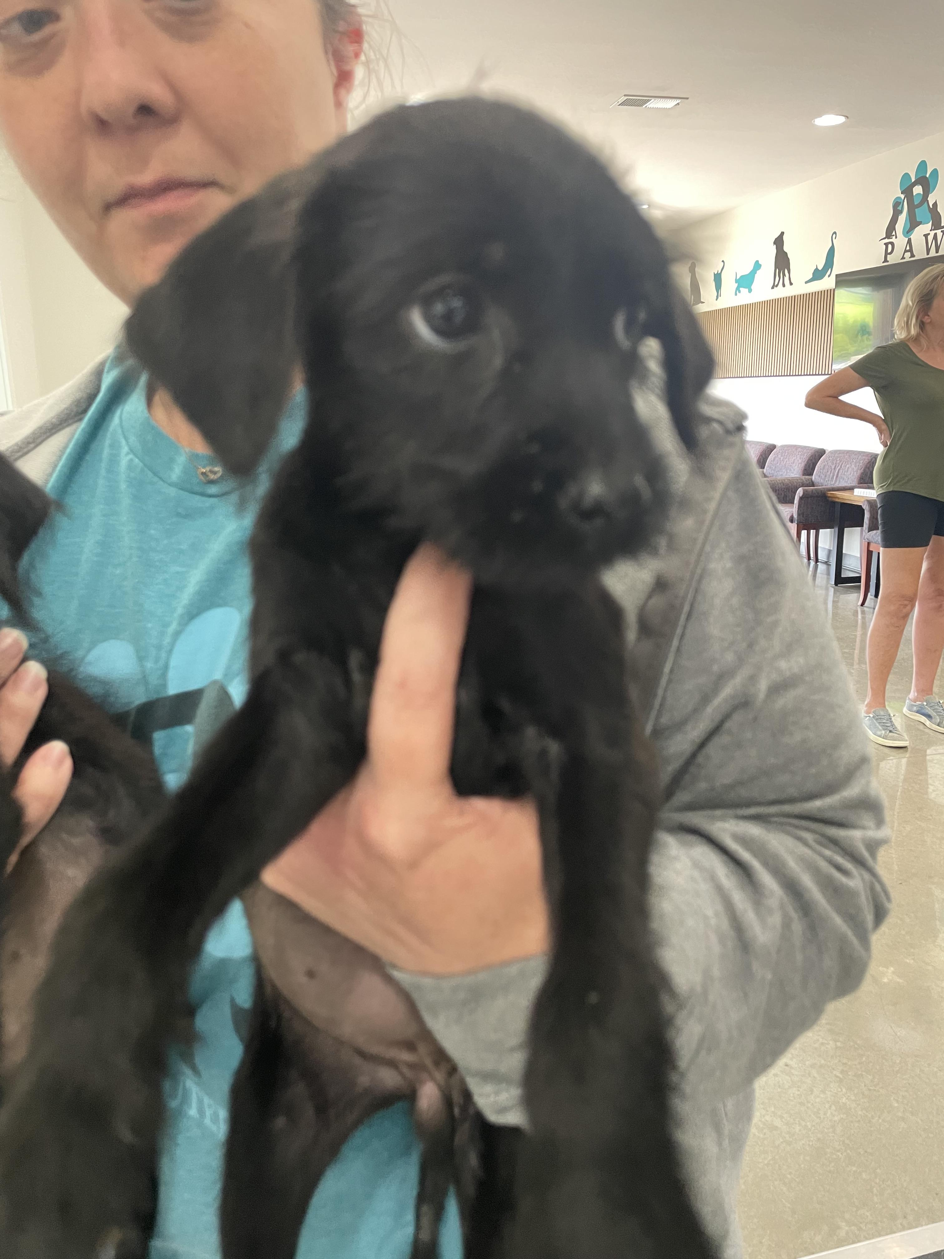 Crockadoodle, Adoptable, Puppy Male Labrador Retriever.