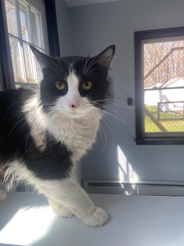 Tang, Adopted, Young Male Domestic Short Hair.