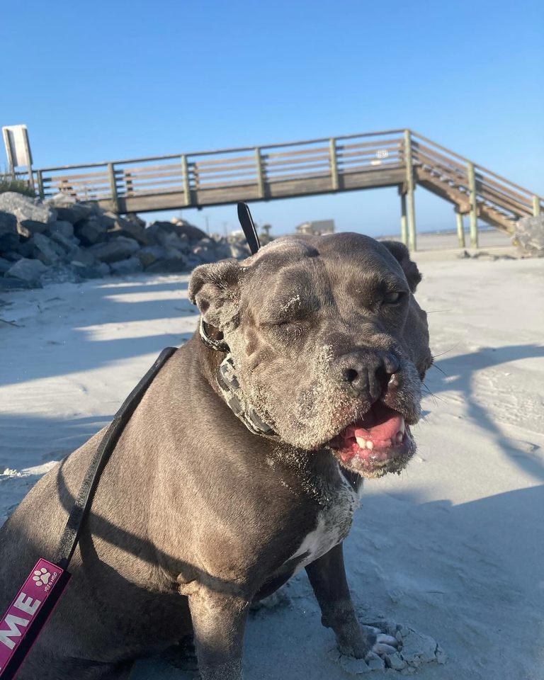 Dog for adoption Lena, an American Staffordshire Terrier Mix in