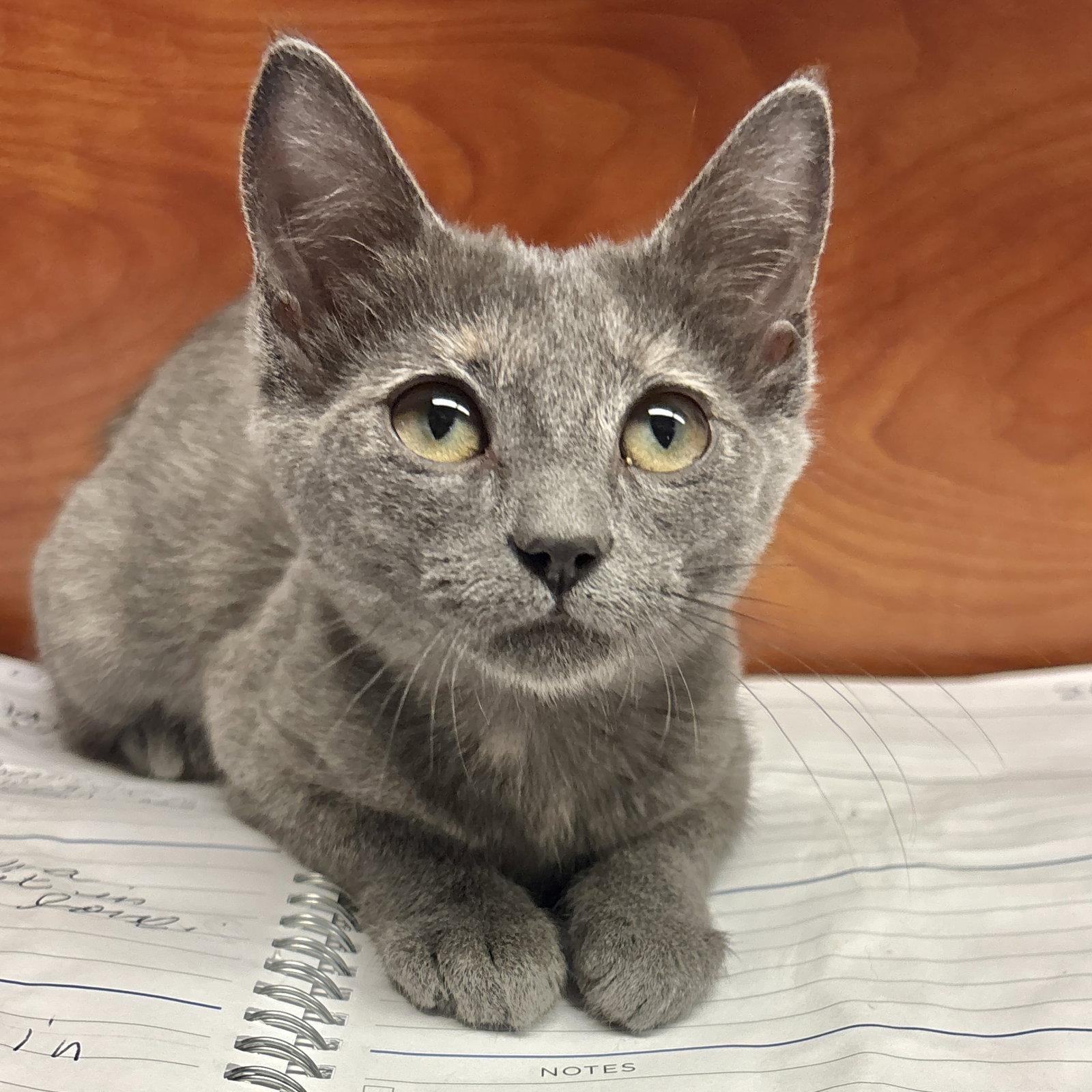 Rowena, Adoptable, Kitten Female Domestic Short Hair.
