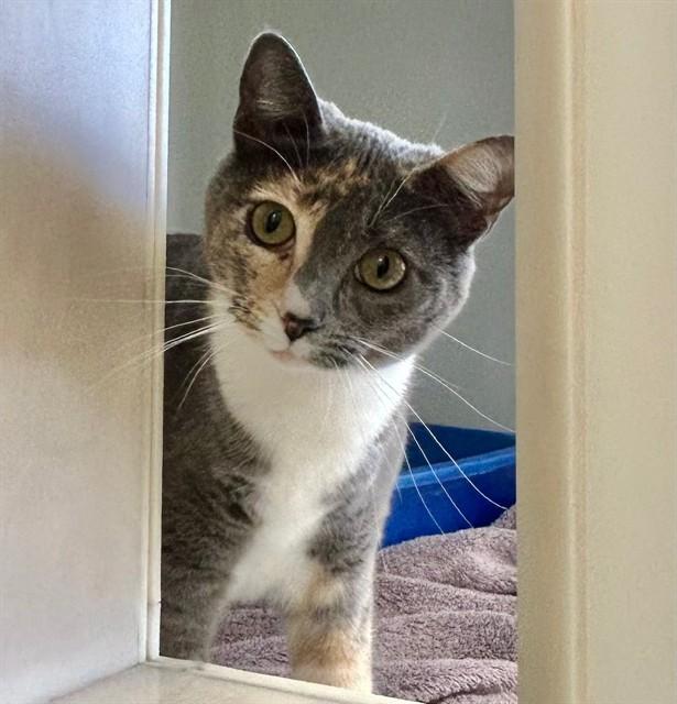 Enlarge KIKI, a Adoptable Domestic Short Hair in Salinas, CA image 1/1