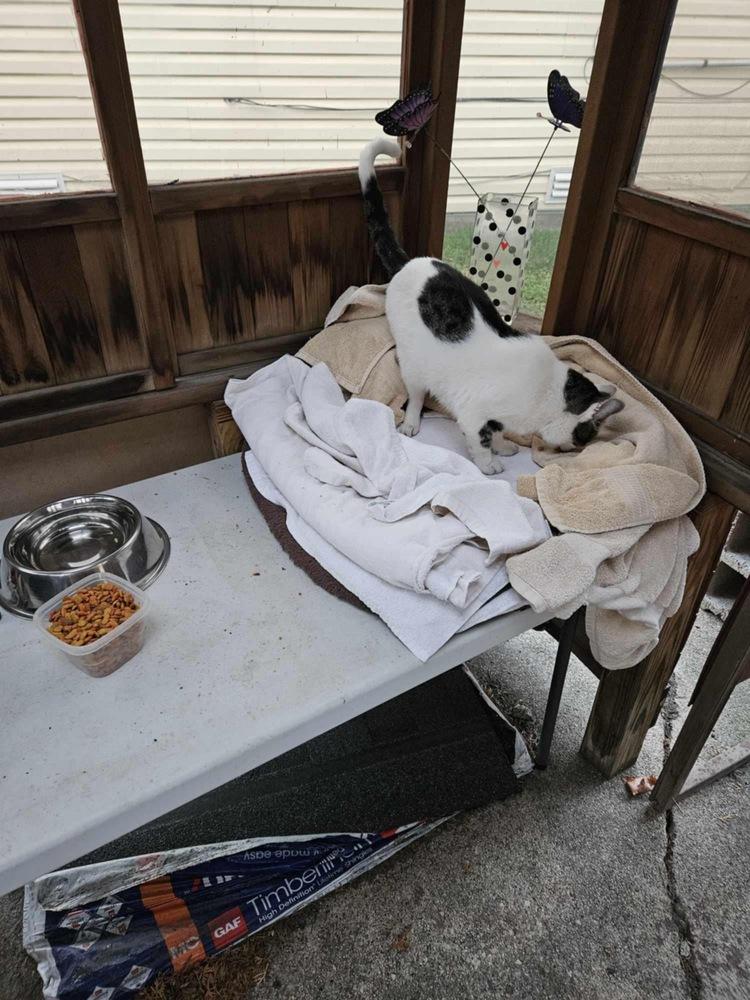 Maui, a Adoptable Domestic Short Hair in Chicago, IL image 3/6