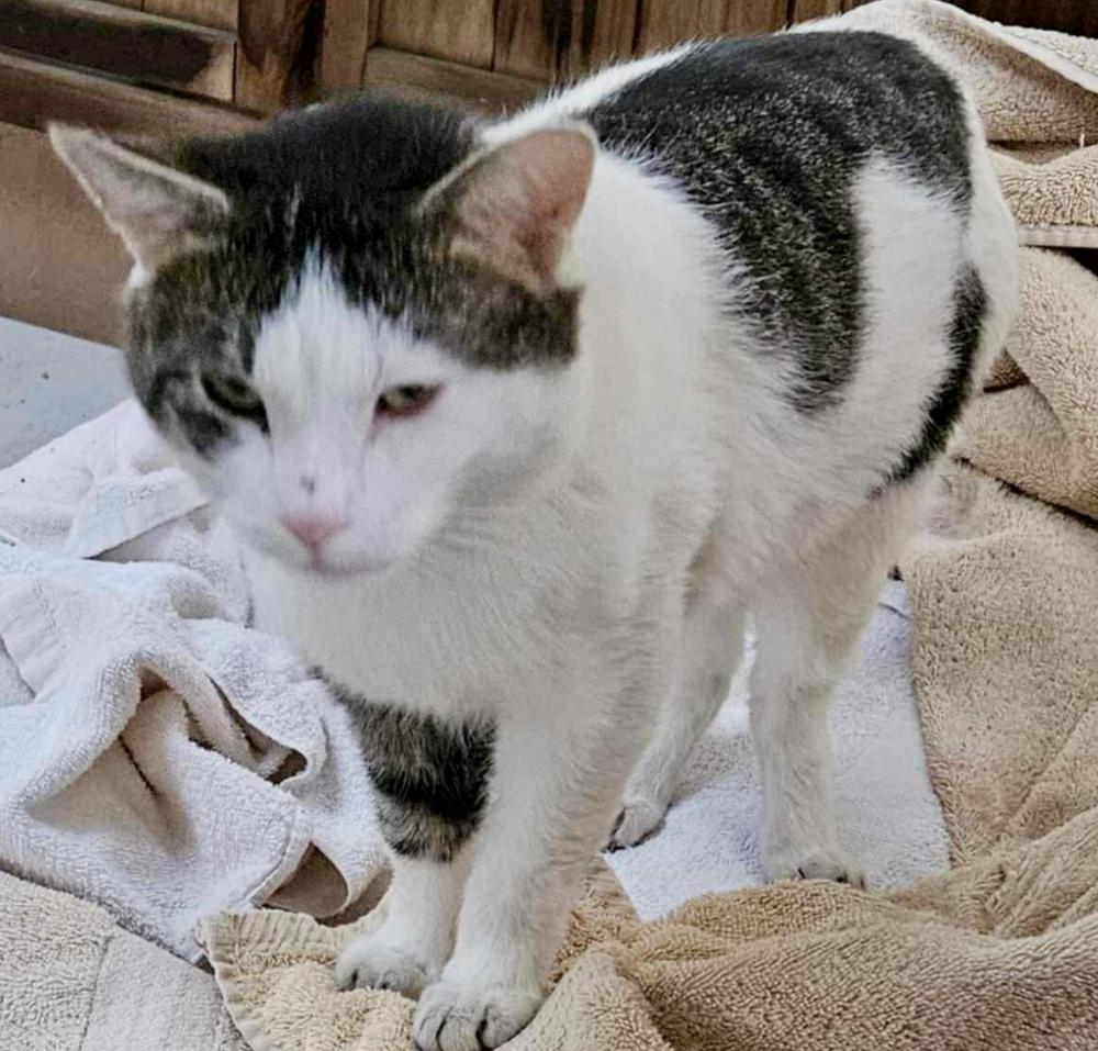 Maui, a Adoptable Domestic Short Hair in Chicago, IL image 1/6