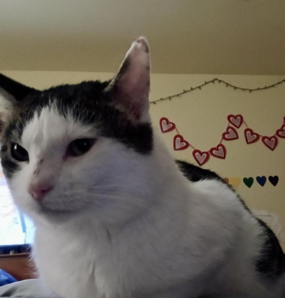 Maui, a Adoptable Domestic Short Hair in Chicago, IL image 6/6