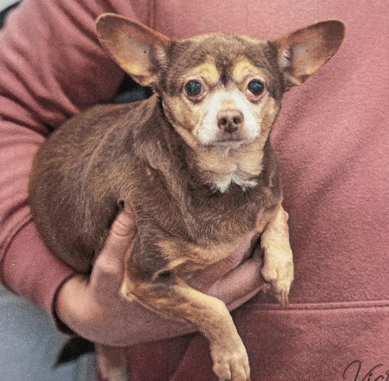 Enlarge Little Mouse, a Adoptable Chihuahua in Thompson Falls, MT image 1/1