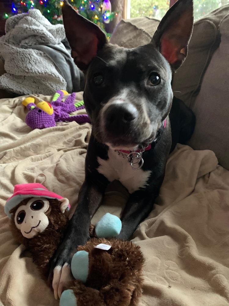 Enlarge Simone, a Adopted mixed breed in Syracuse, NY image 1/6