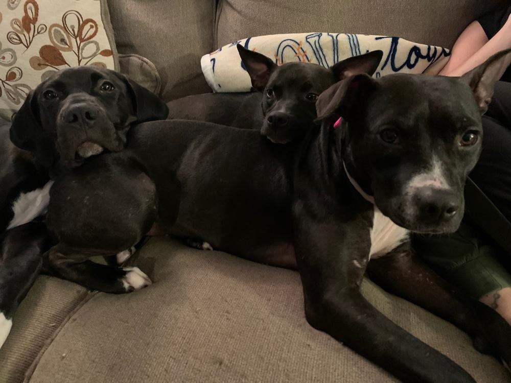 Enlarge Simone, a Adopted mixed breed in Syracuse, NY image 2/6