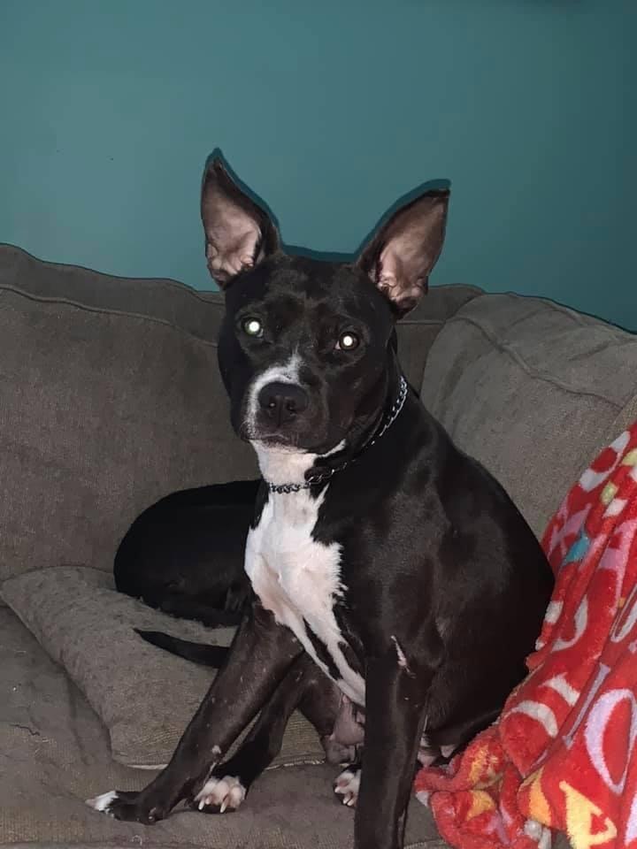 Enlarge Simone, a Adopted mixed breed in Syracuse, NY image 4/6