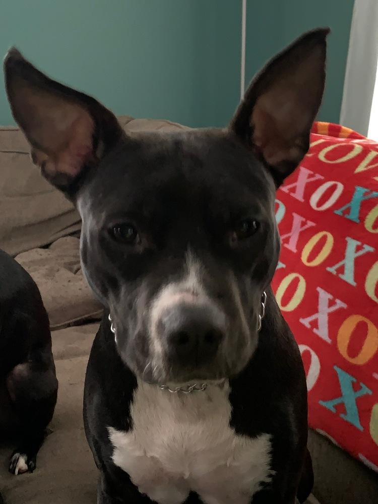 Enlarge Simone, a Adopted mixed breed in Syracuse, NY image 5/6