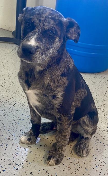 Enlarge Luffy, a ADOPTABLE Shepherd in Glasgow, KY image 2/2