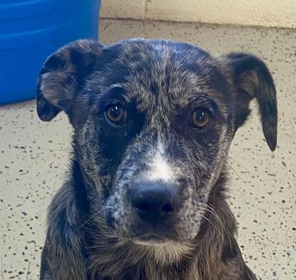 Enlarge Luffy, a ADOPTABLE Shepherd in Glasgow, KY image 1/2