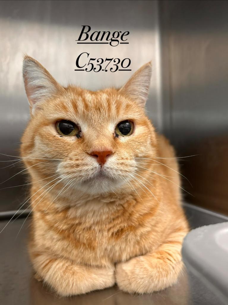 Enlarge Bange, a Adoptable mixed breed in Clarksville, TN image 1/1