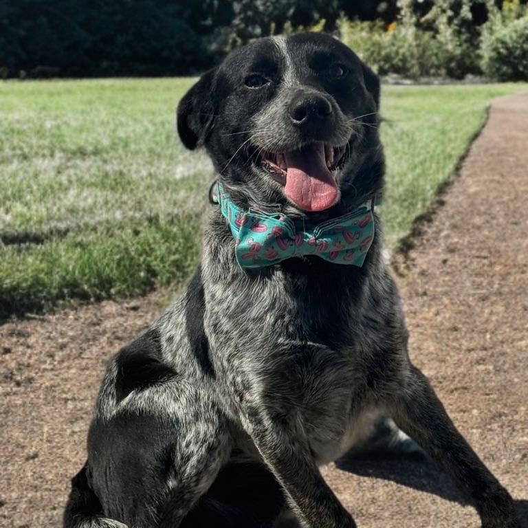 Enlarge Johnny Walker, an adopted mixed breed in Newport Beach, CA image 4/5