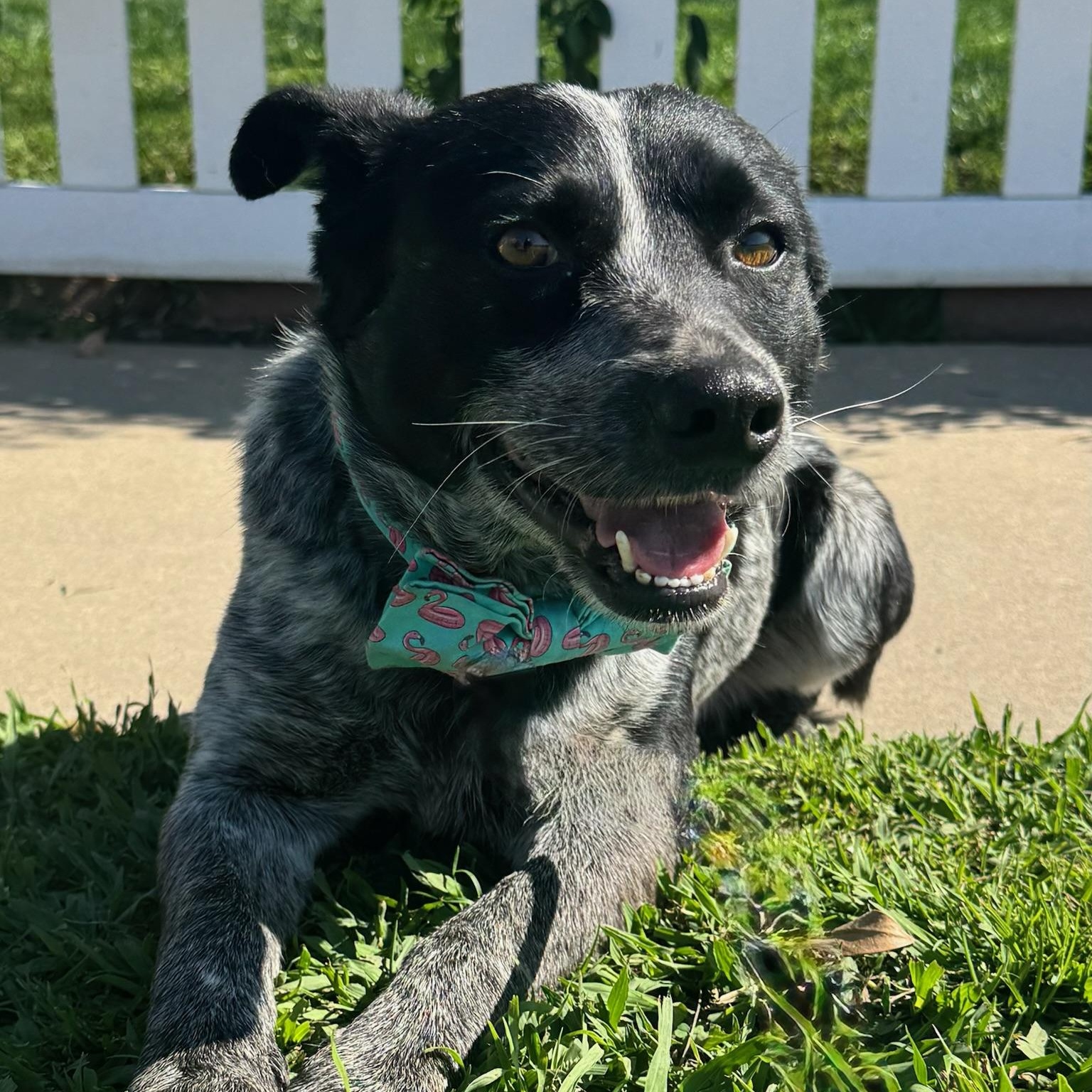 Enlarge Johnny Walker, an adopted mixed breed in Newport Beach, CA image 2/5