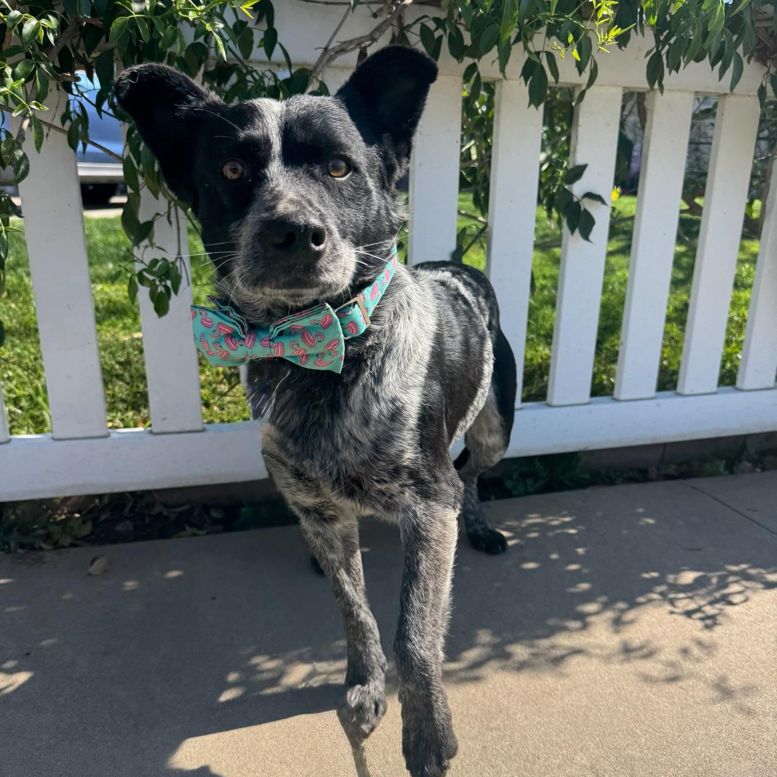 Enlarge Johnny Walker, an adopted mixed breed in Newport Beach, CA image 3/5