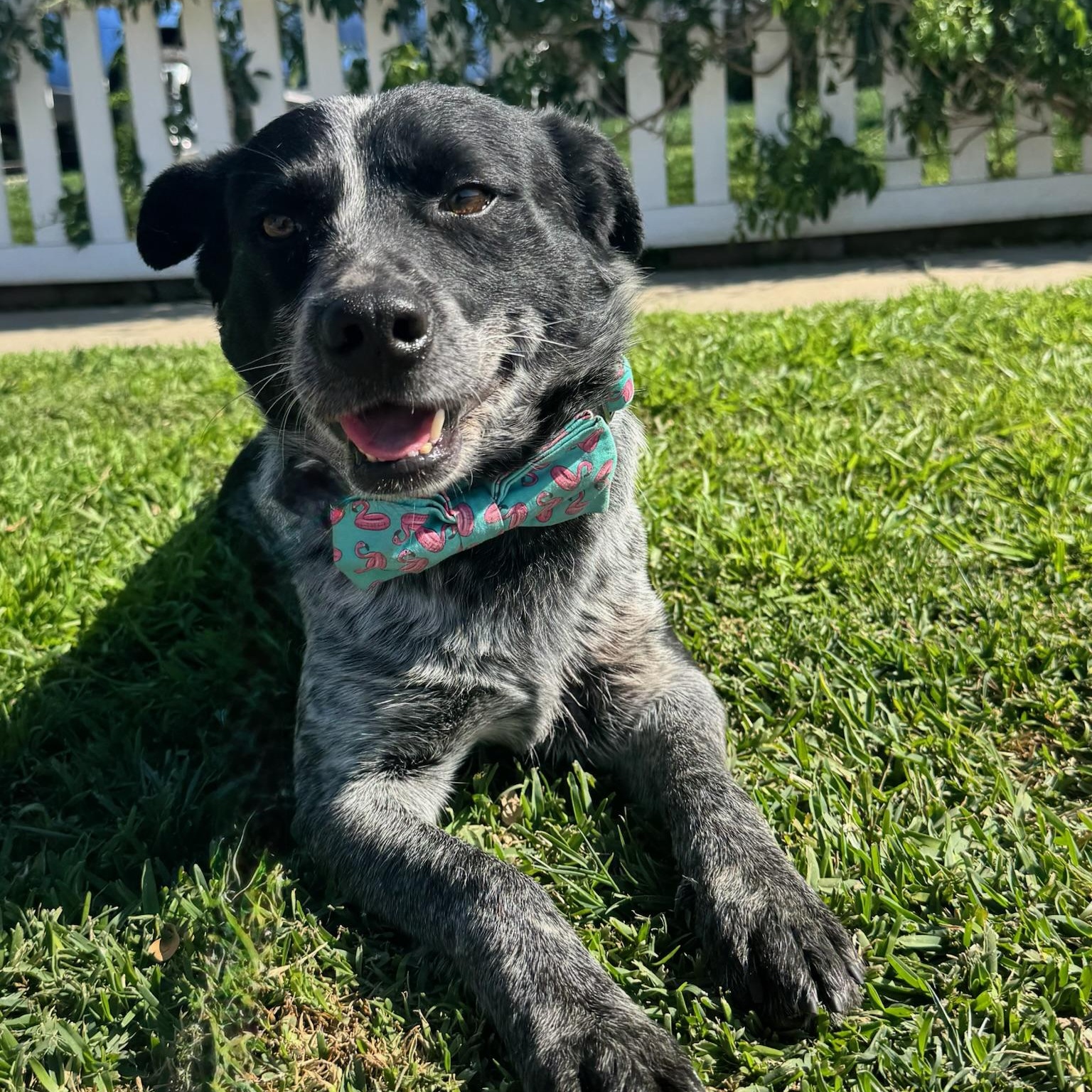 Enlarge Johnny Walker, an adopted mixed breed in Newport Beach, CA image 5/5