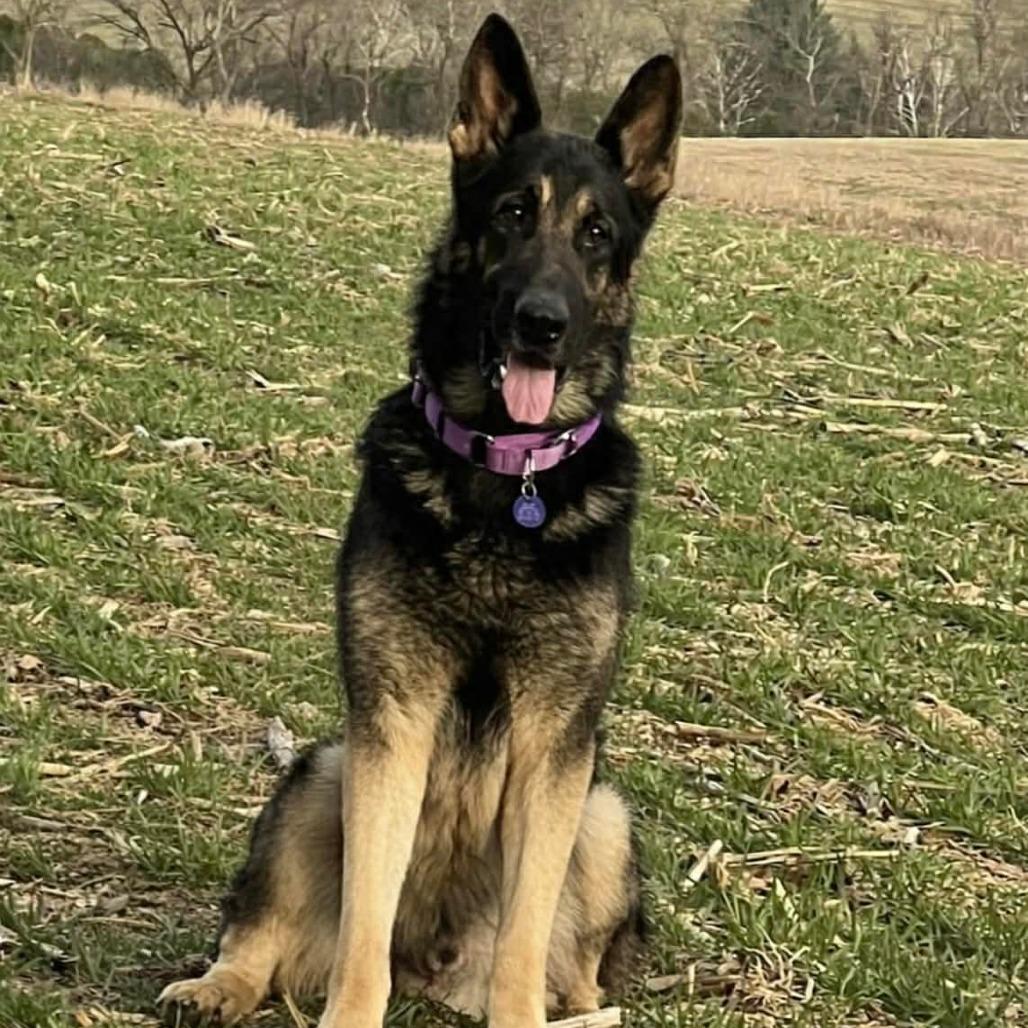 Milo (26-135), a Adoptable German Shepherd Dog in New Ringgold, PA image 1/3